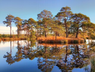 Doughnut Pond