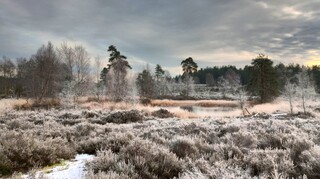 Pool on frosty common