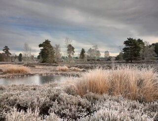 Pool on frosty common