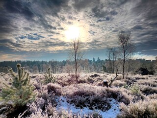 Frosty common