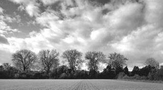 Furrowed field and row of trees