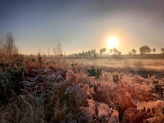 Frosty bracken