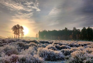 Frost on the heath #1