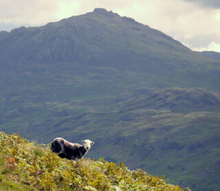 Sheep on a mountain