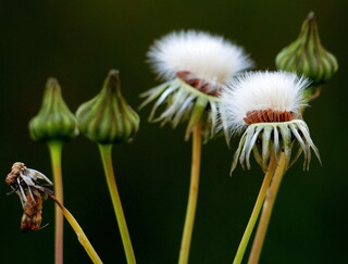Sowthistle seed heads