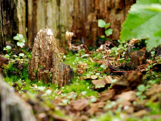 A miniature world