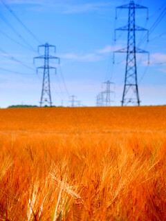 Pylons and barleyfield