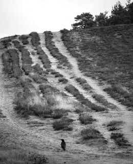 Crow on track