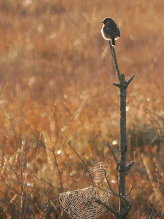 Stonechat and cobweb