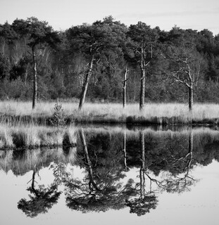 A row of trees, reflected