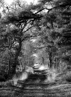 Tree tunnel