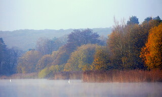 Autumn swans