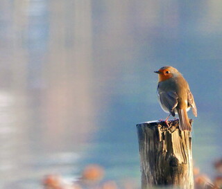 Just a robin, on a post, by a lake