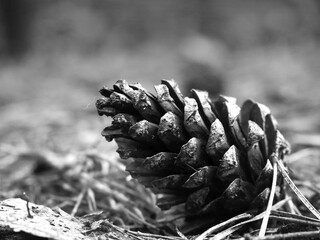 Pine cone