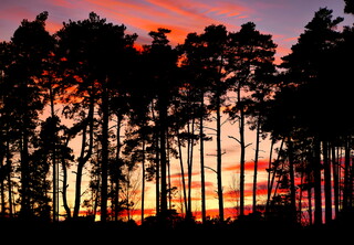 Sunset through the trees