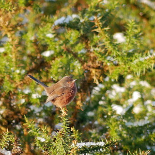 Dartford warbler in the snow