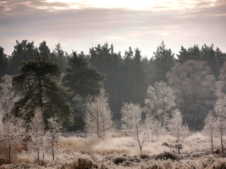 Frosty common