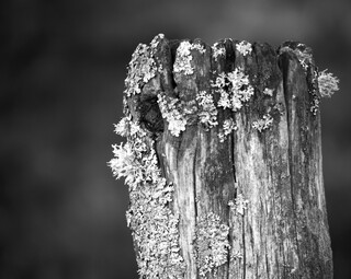 Lichen on a post