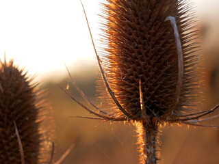 Golden hour teasel up close