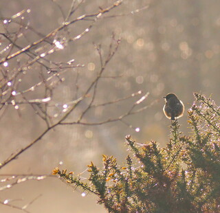 Chilly stonechat