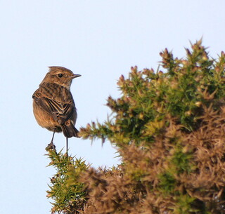 Stonechat on gorse