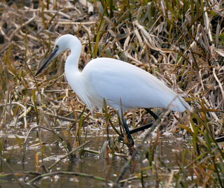 Little egret by the Wey