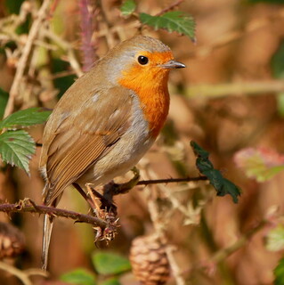 Robin