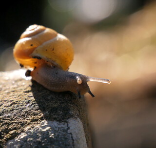 Snail on gravestone #1