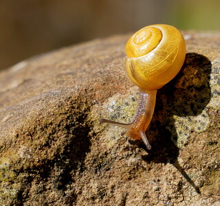 Snail on gravestone #2
