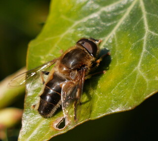 Bee fly