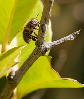 Honeybee