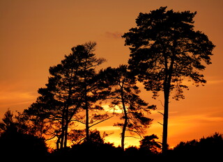 Thursley sunset through trees #2