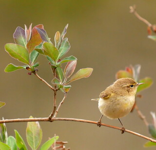 Cute chiffchaff