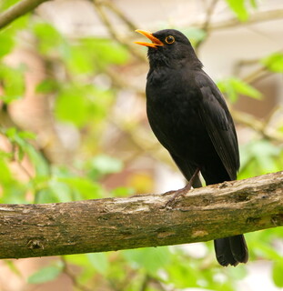 Blackbird has spoken