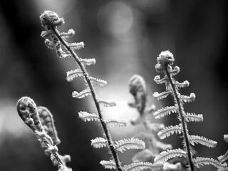 Unfurling ferns