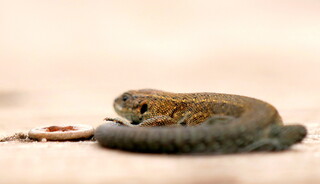 Boardwalk lizard #1