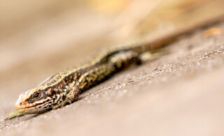 Boardwalk lizard #3