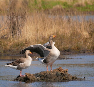 Greylag geese #1