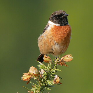 Stonechat on gorse #2