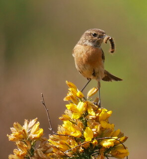 Stonechat with a caterpillar
