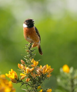 Stonechat on gorse #3