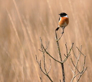 Stonechat