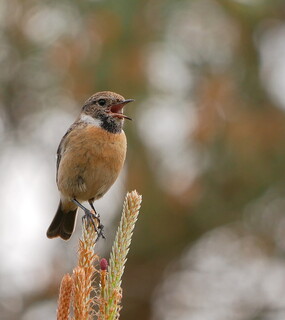 Stonechat calling