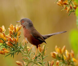 Dartford warbler
