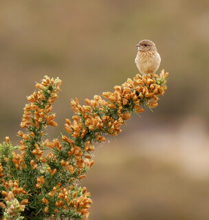 Baby stonechat on gorse