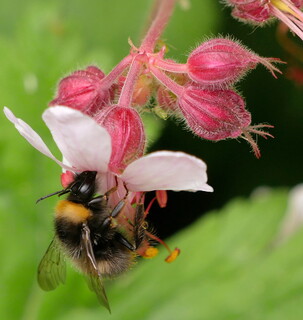 Bumblebee
