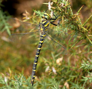 Golden-ringed dragonfly