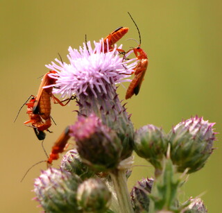 Hogweed bonking beetles on thistles