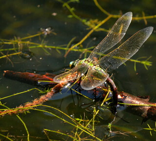 Emperor dragonfly ovipositing #1