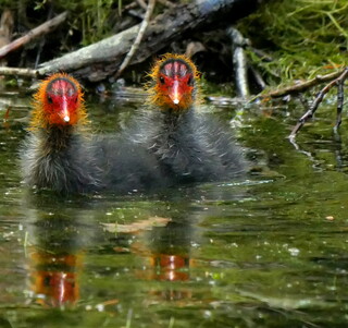 Too cute cootlings